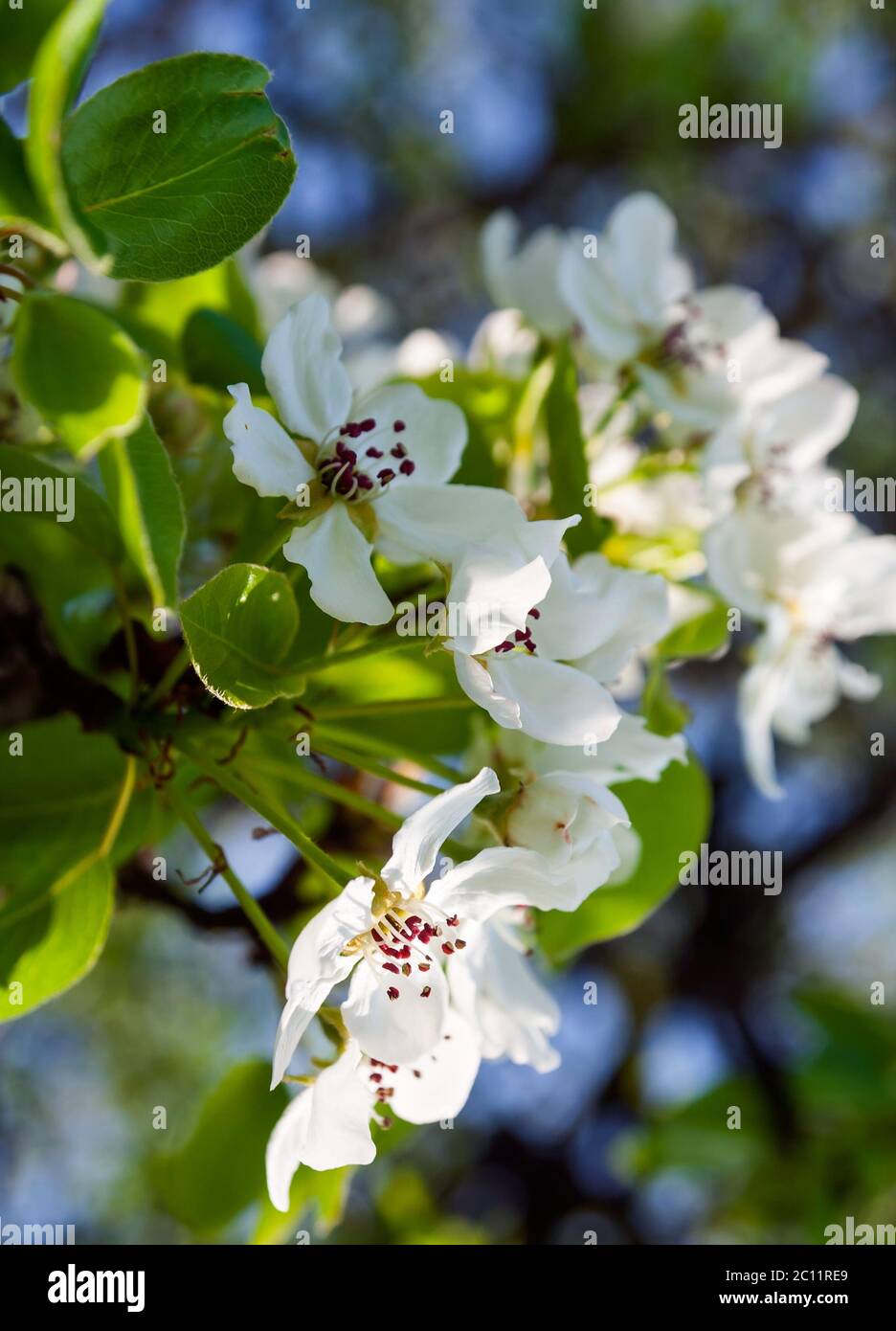 Beautiful apple tree branches blossoming at springtime Stock Photo