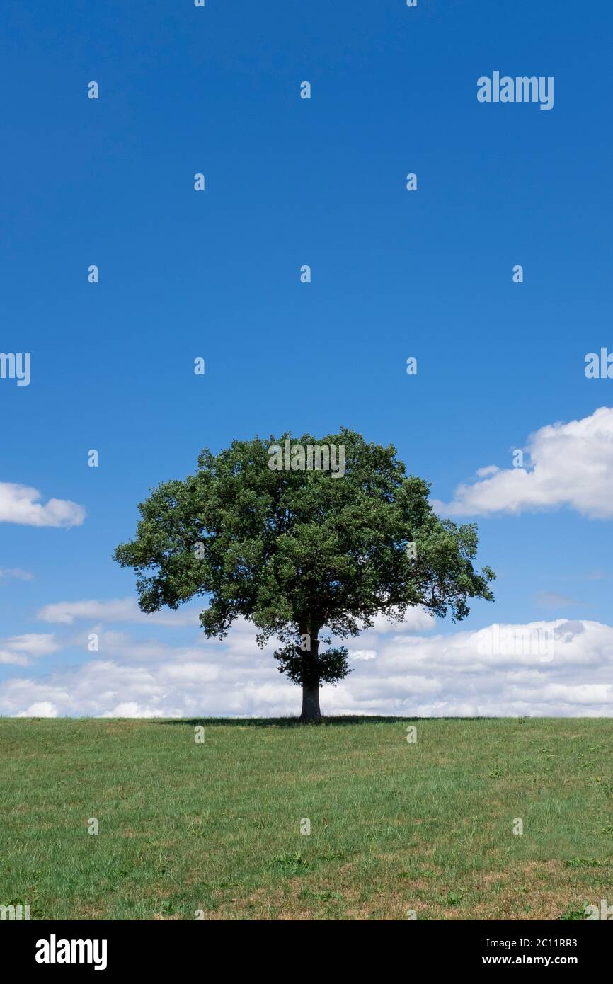 A sole tree in an English Meadow in West Sussex near Rudgwick and the