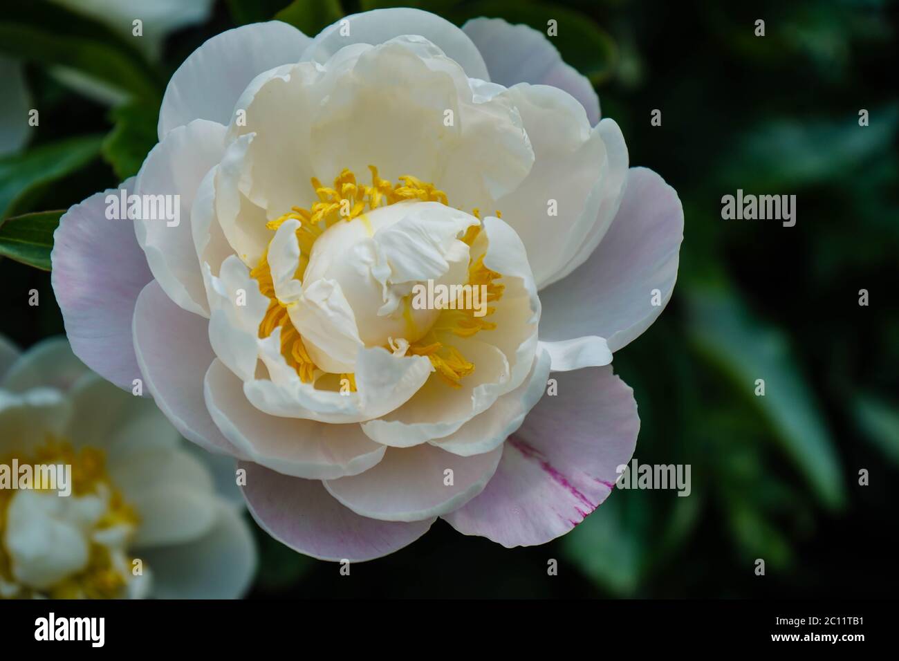 The milk White pentecost Rose Paeonia lactiflora Stock Photo - Alamy