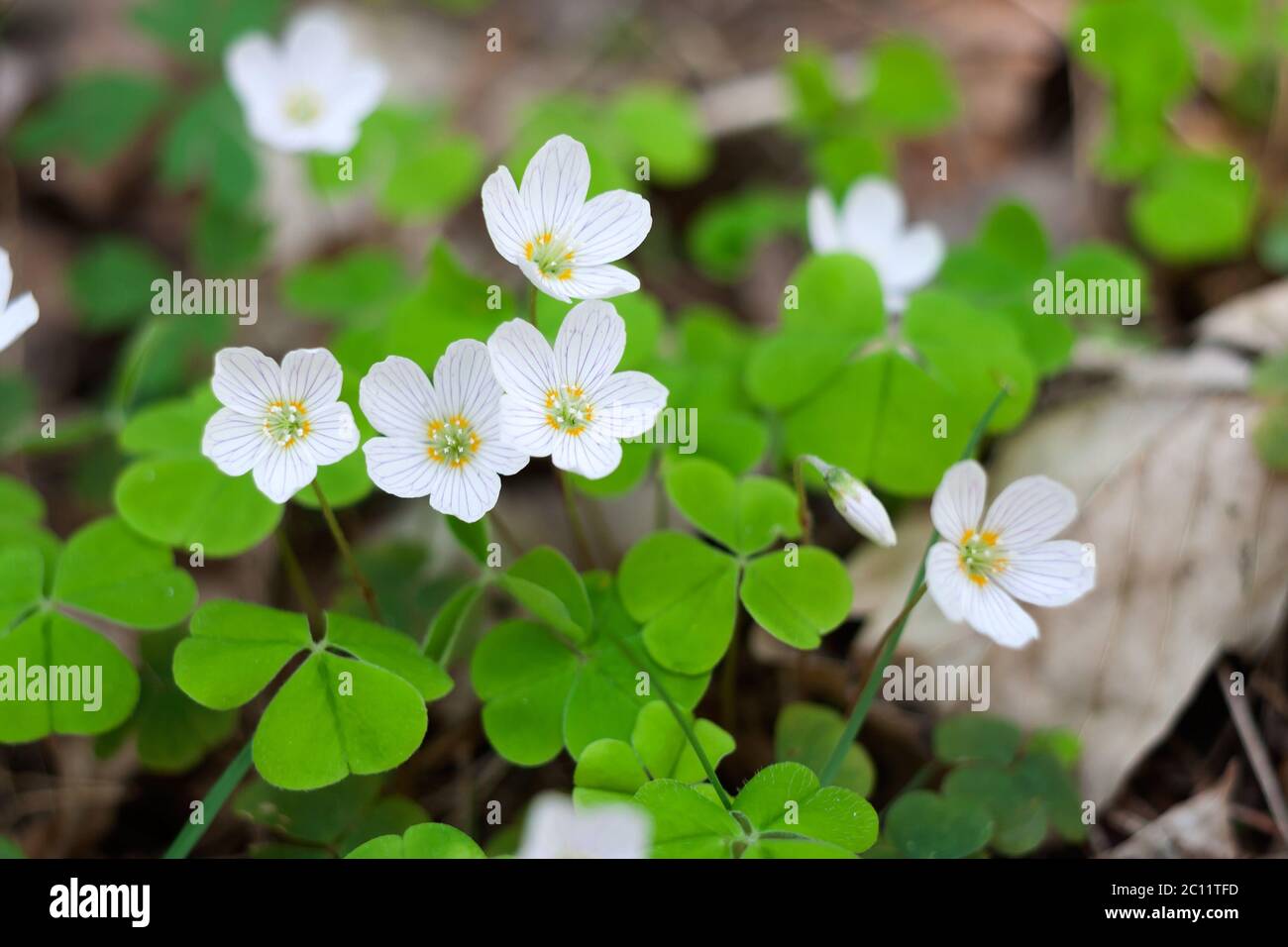 Blooming sorrel flowers at springtime. White flowers background Stock Photo