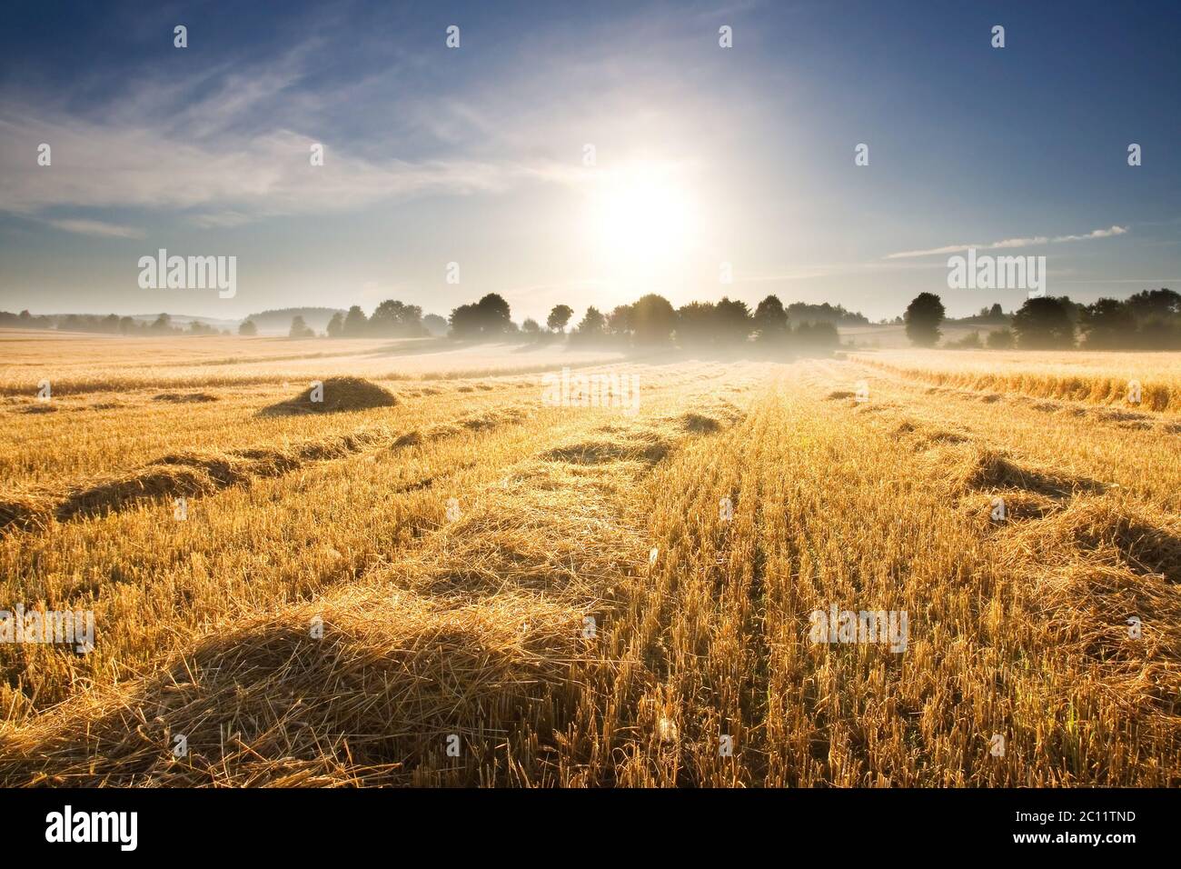 Beautiful late summer stubble field at sunrise. Morning landscape Stock ...