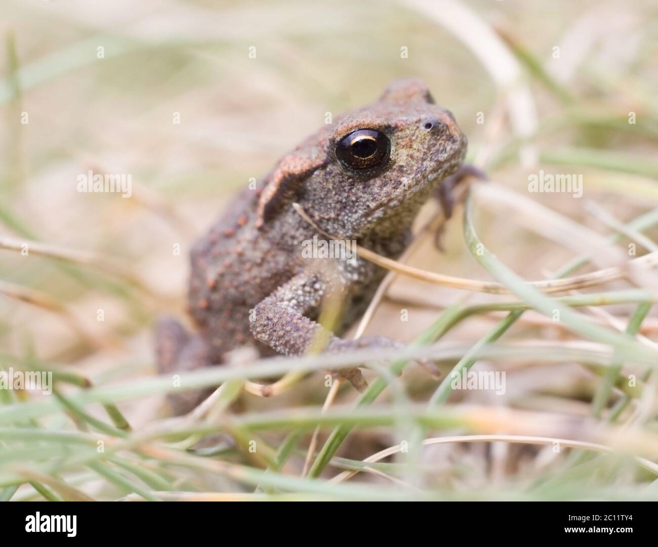 Close up of toad walking through grass Stock Photo - Alamy
