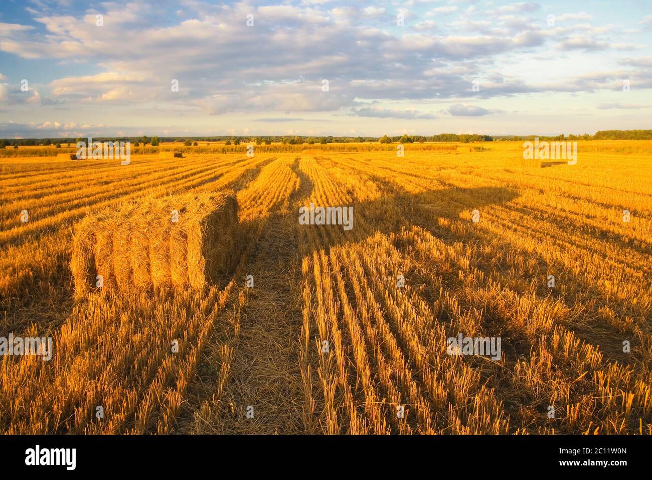Stubble field in sunset light with straw bales Stock Photo - Alamy