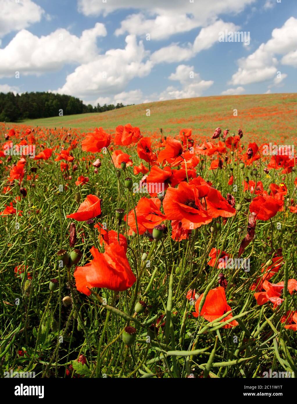Beautiful landscape with poppies field under blue sky and clouds Stock ...