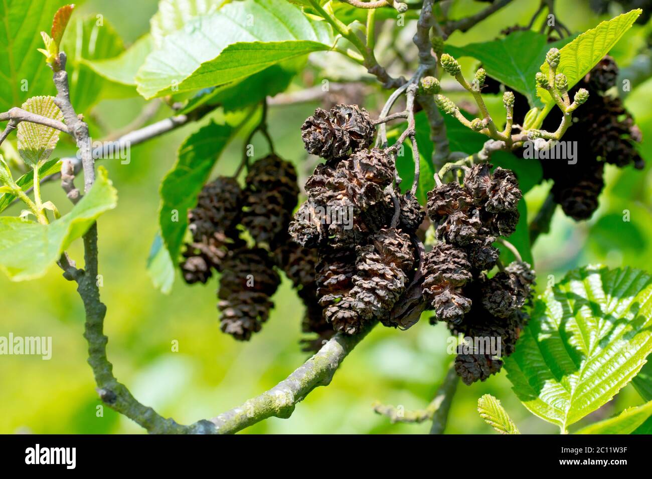 Alder (alnus glutinosa), close up showing the empty mature cones