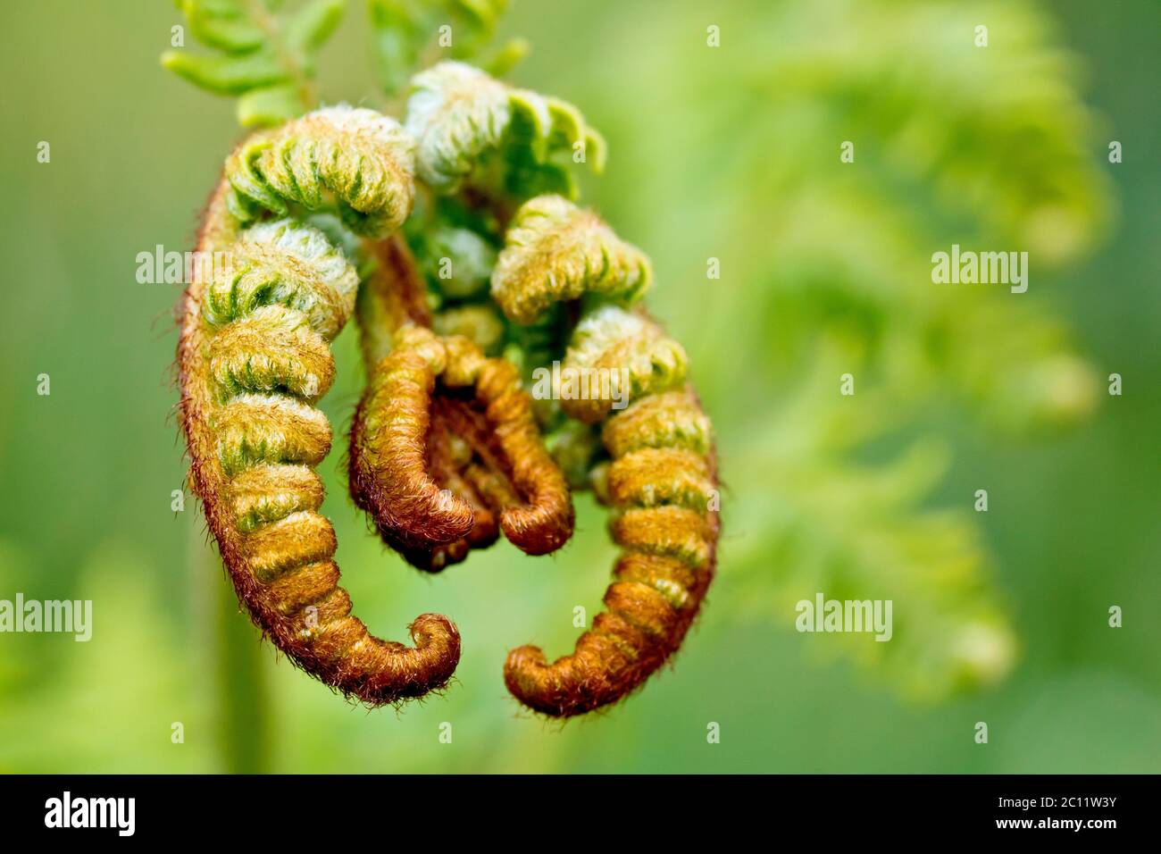 Bracken (pteridium aquilinum), close up of the head of the plant as the fronds begin to unfurl in spring, isolated against an out of focus background. Stock Photo