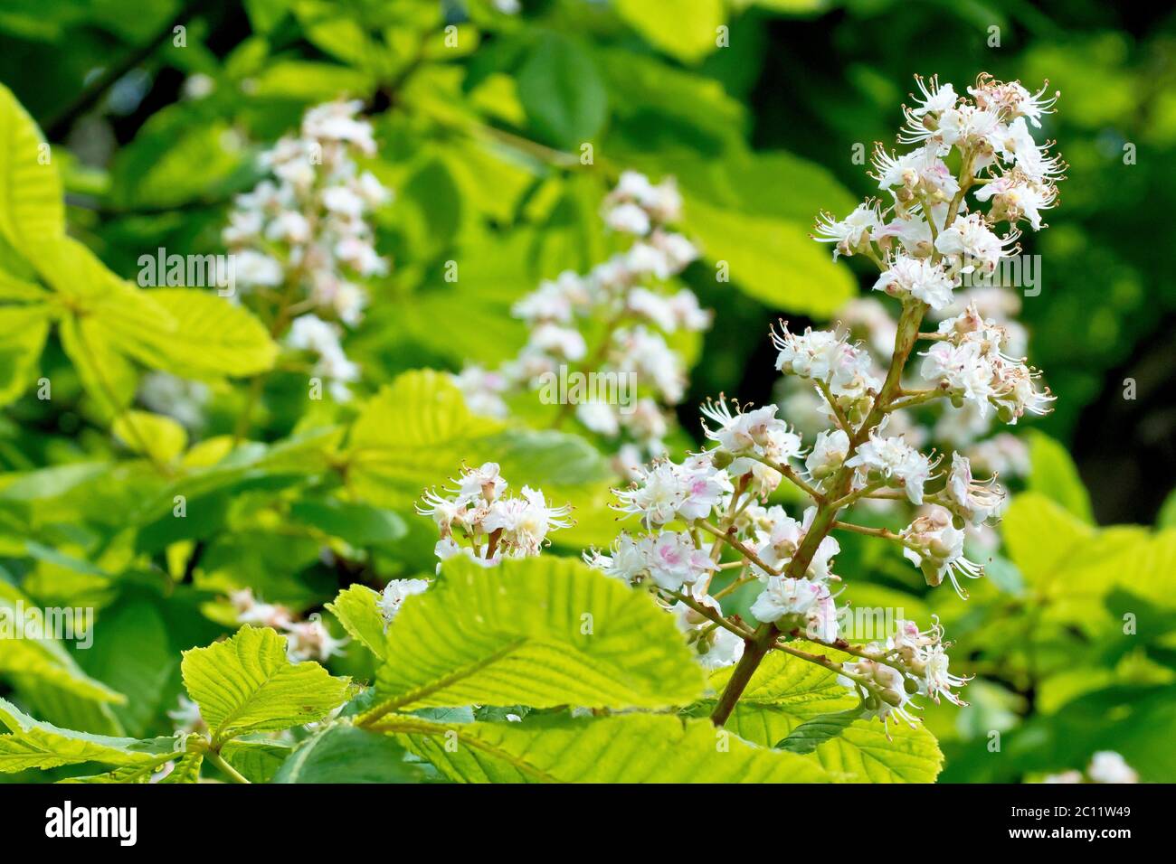Horse Chestnut or Conker Tree (aesculus hippocastanum), close up showing the flowering spike. Stock Photo