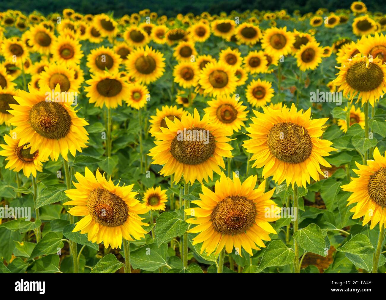 Field of blooming sunflowers on a background sky Stock Photo - Alamy