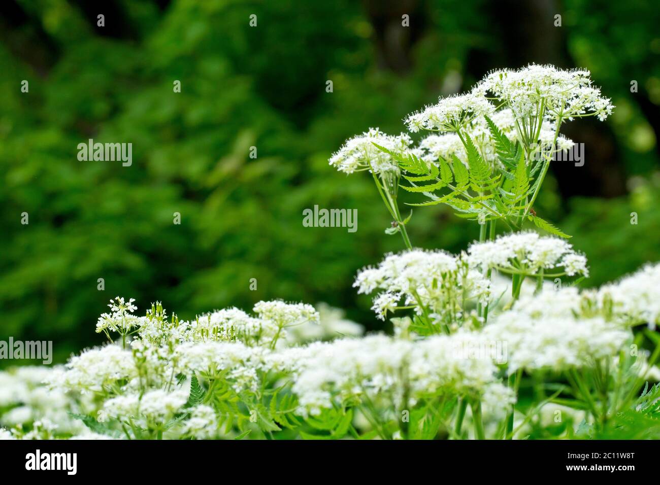 Sweet Cicely (myrrhis odorata), showing a single flower head reaching above others in a woodland setting. Stock Photo