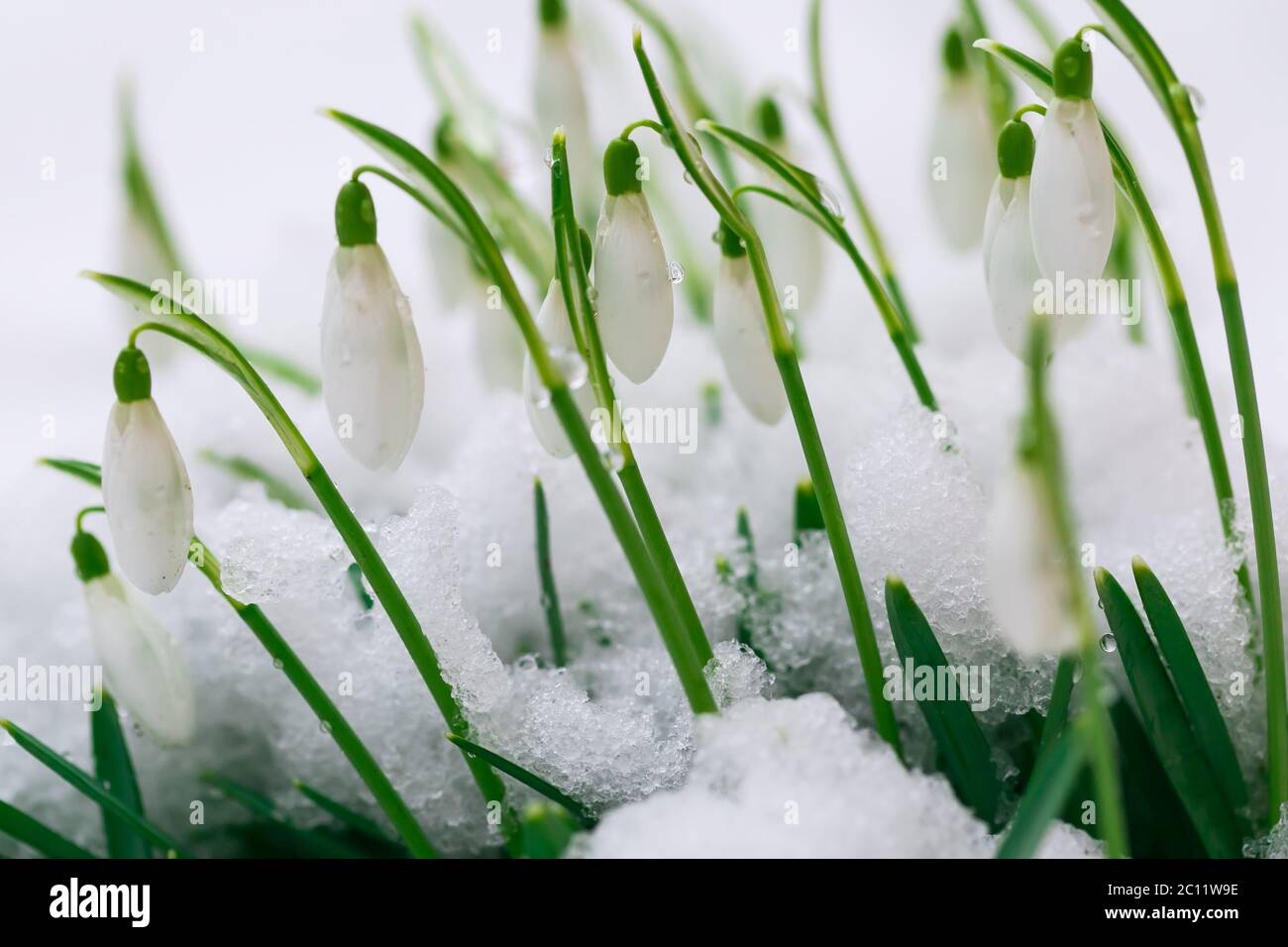 Blooming snowdrops flowers covered by snow i early spring. Flower macro. Stock Photo
