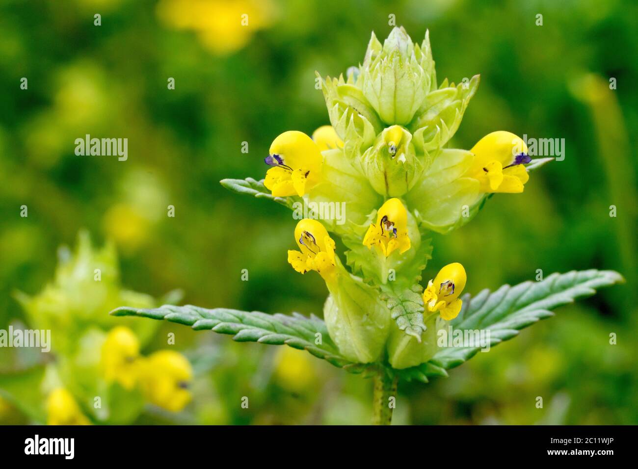 Yellow Rattle (rhinanthus minor), close up showing the flowers and leaves of the plant. Stock Photo