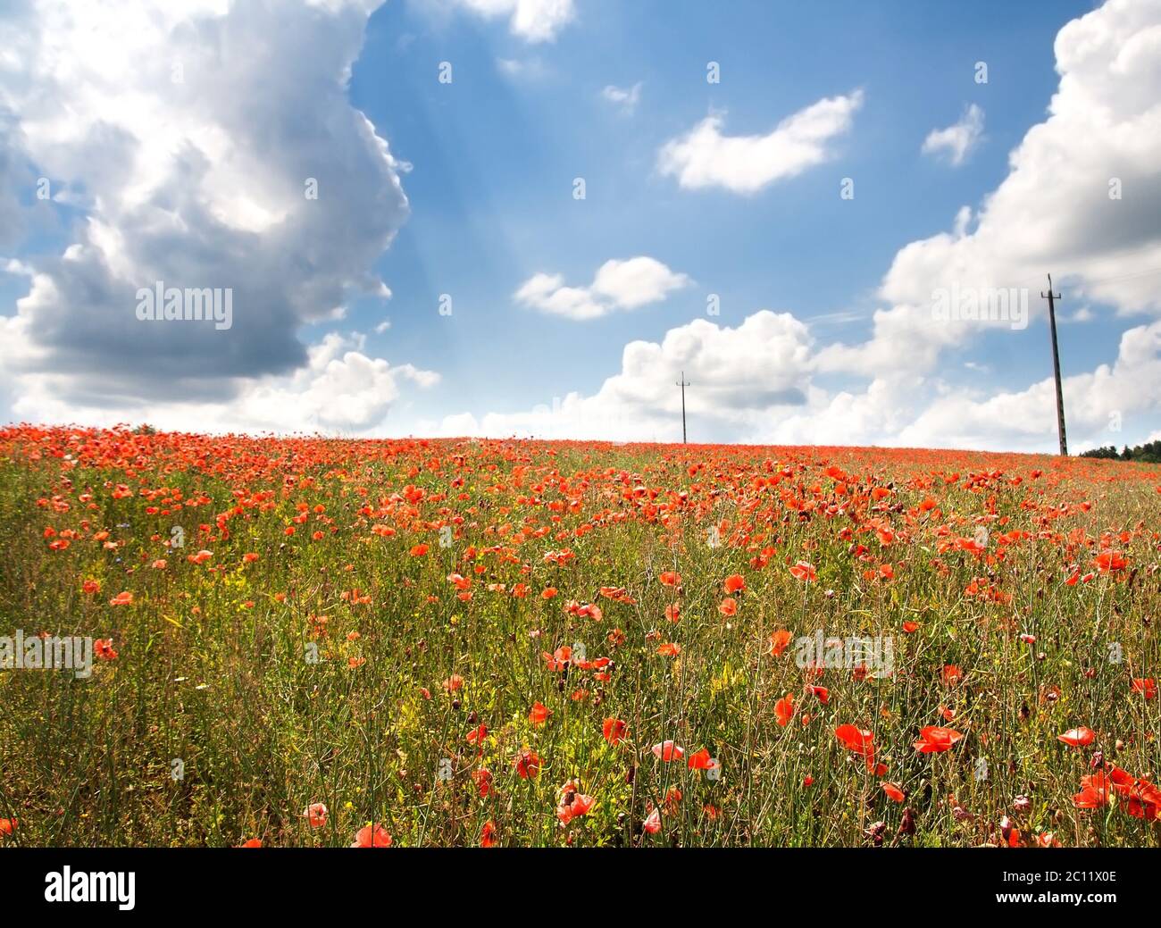 Beautiful landscape with poppies field under blue sky and clouds Stock ...