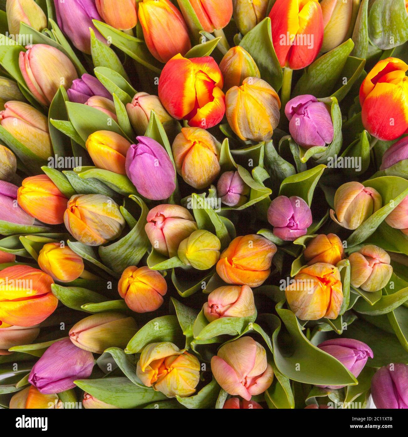 Spring tulip flowers bouquet hi-res stock photography and images - Alamy