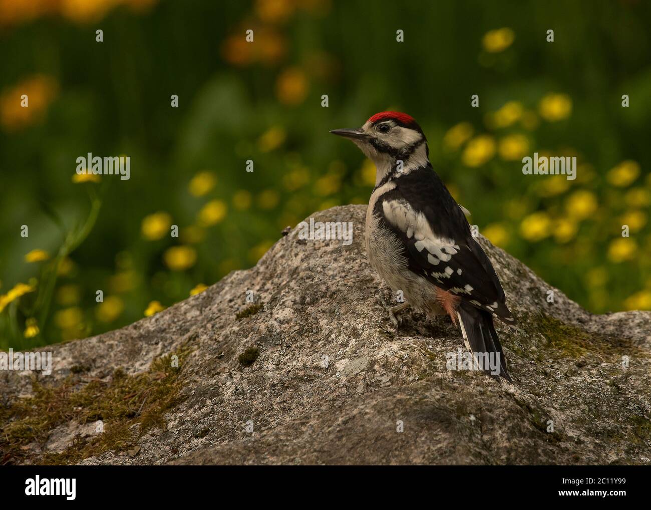 Woodpecker great spotted  (Dendrocopos major), juvenile sitting on a rock, Dumfries, SW Scotland Stock Photo