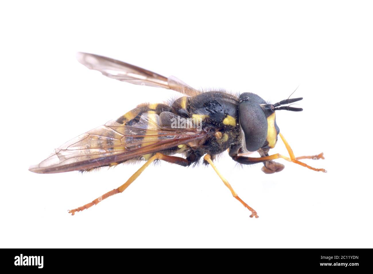 Yellow Black Striped Wasp On High Resolution Stock Photography And Images Alamy
