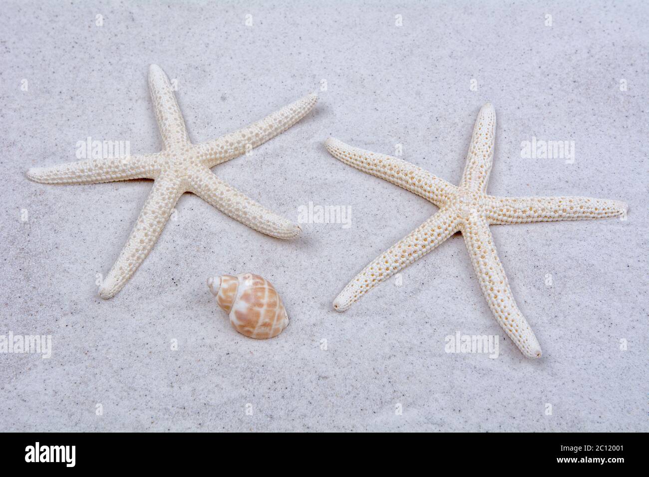 White starfishes and one shell on a sand Stock Photo