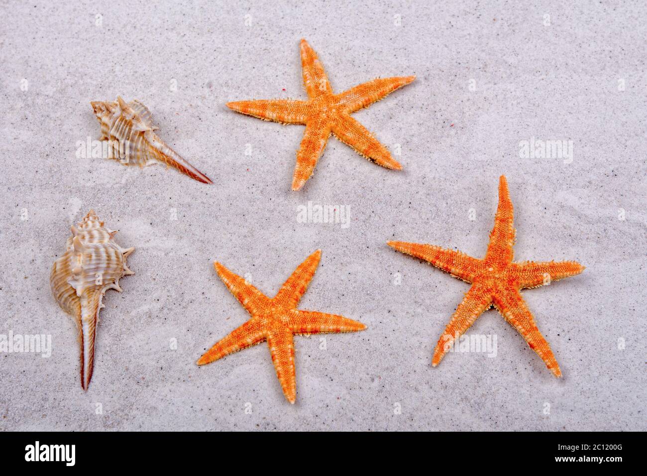 Orange starfishes and two shells on a sand Stock Photo