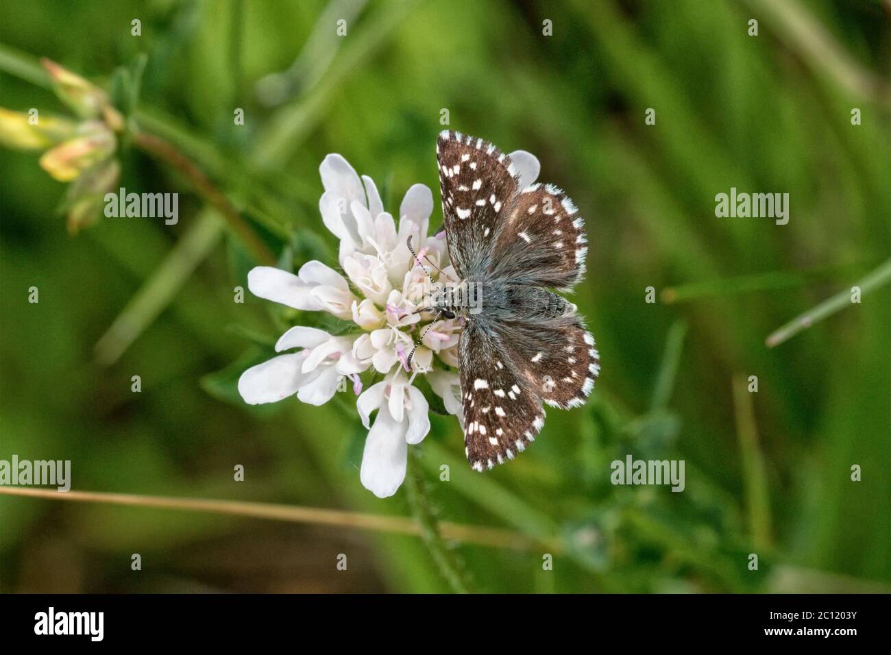 Brown butterfly on a white flower Stock Photo