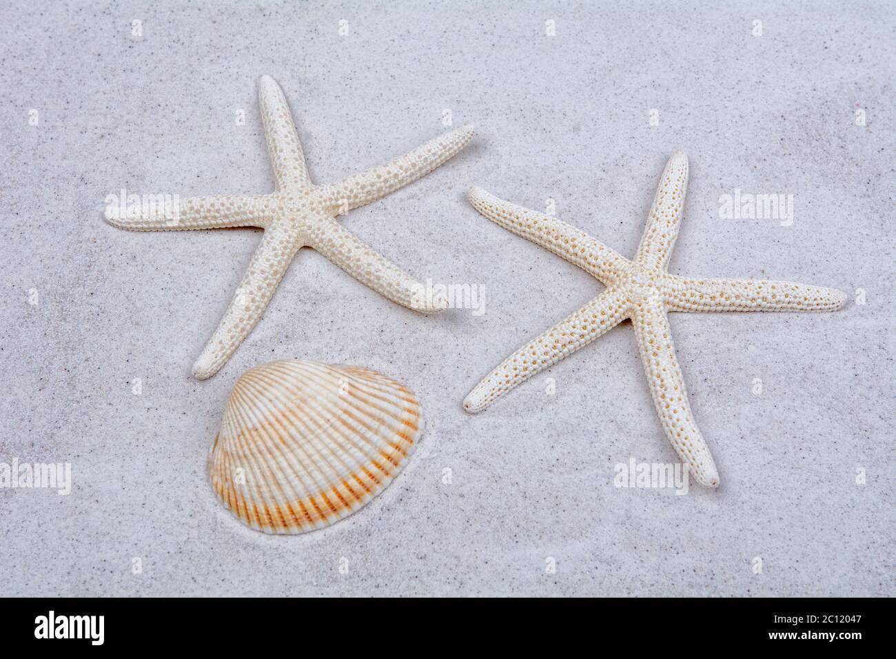 White starfishes and one shell on a sand Stock Photo