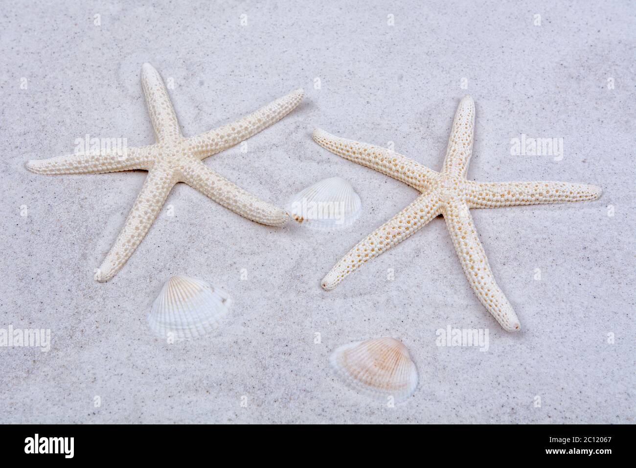 White starfishes and one shell on a sand Stock Photo
