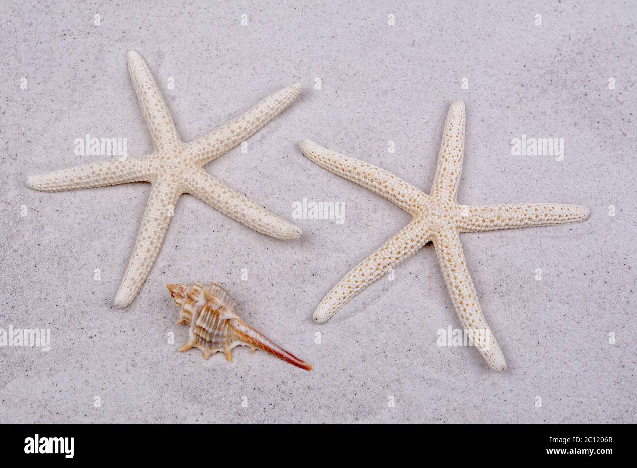 White starfishes and one shell on a sand Stock Photo