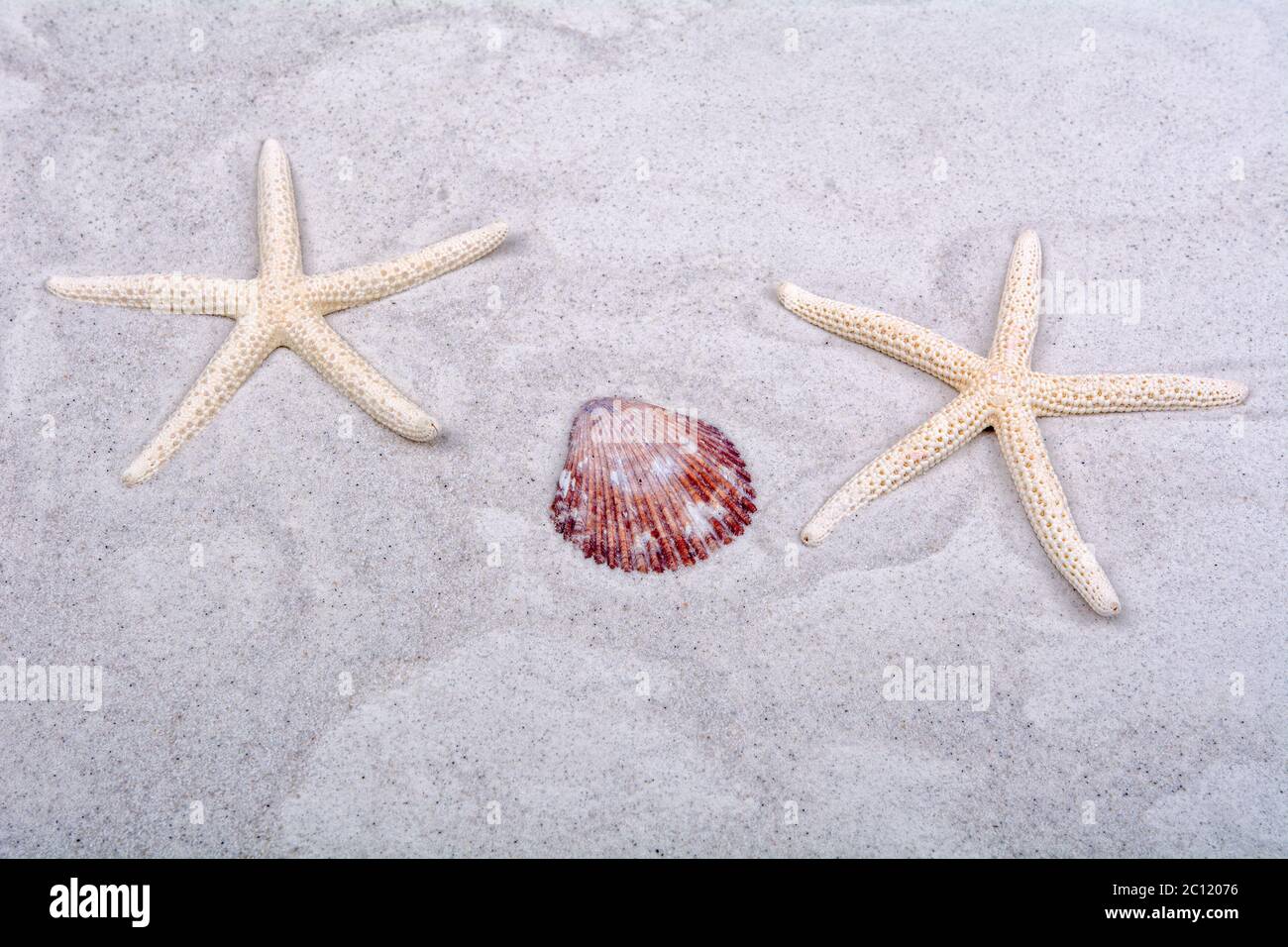 White starfishes and one shells on a sand Stock Photo