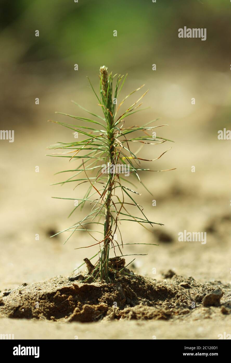 Young pines sapling tree sprout in spring forest Stock Photo