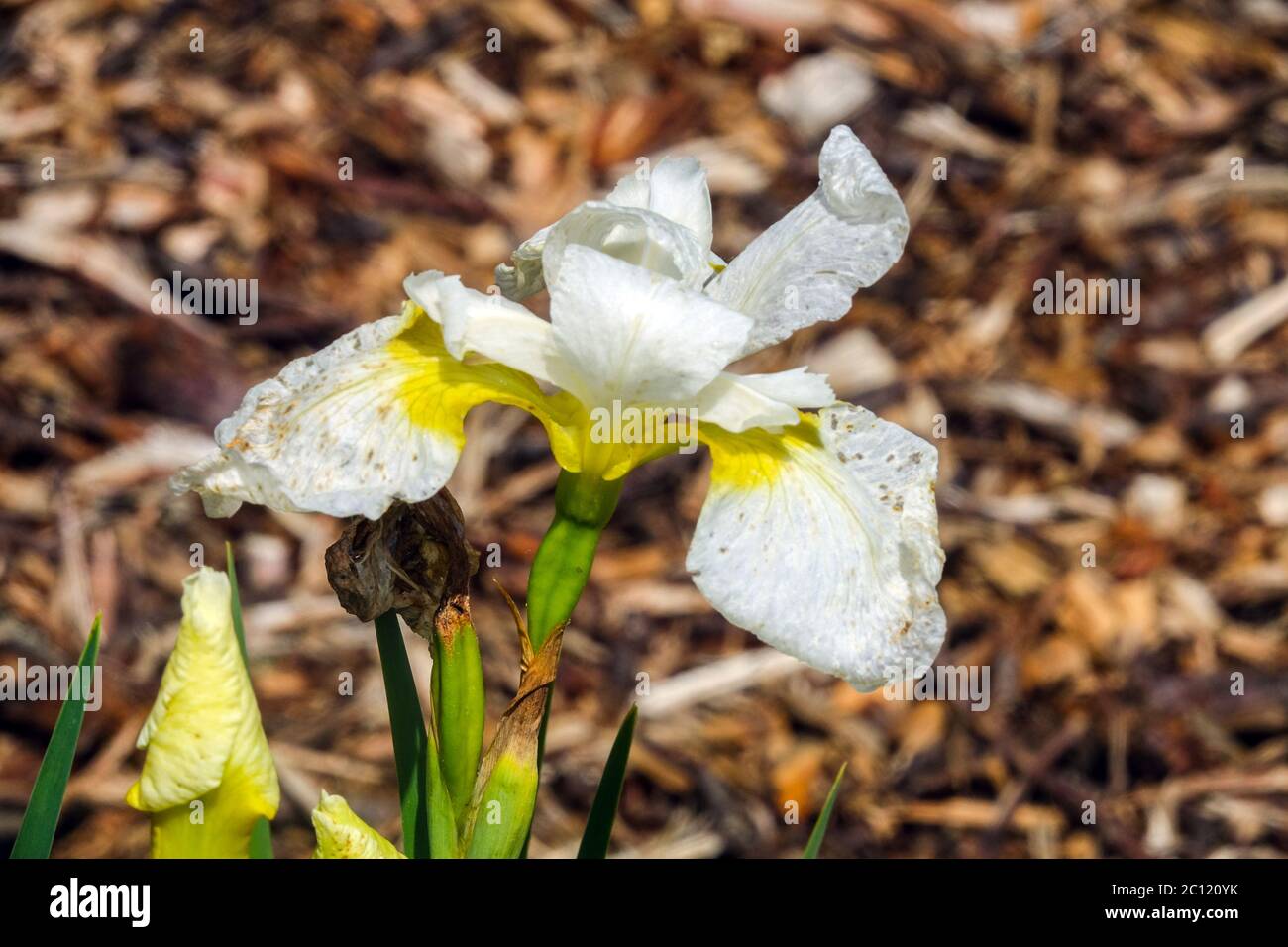 IWhite Iris sibirica Siberian Iris 'Fourfold White' Stock Photo