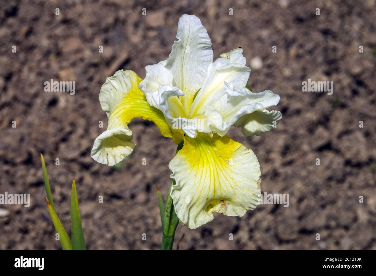 Iris sibirica Siberian Iris Isabelle Stock Photo
