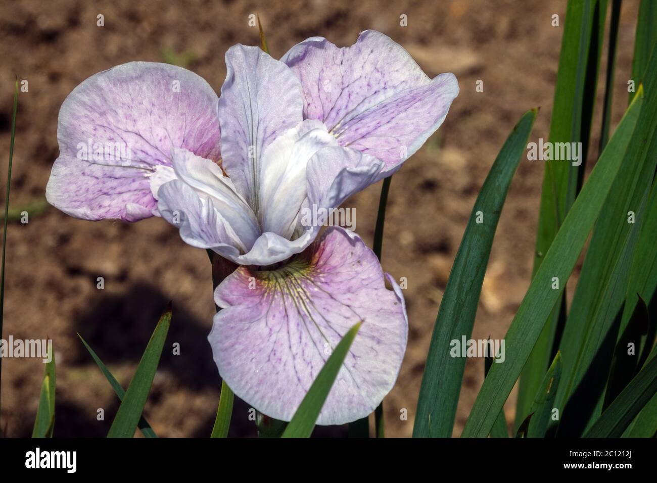 Iris sibirica Siberian Iris 'Mesa Pearl' Stock Photo
