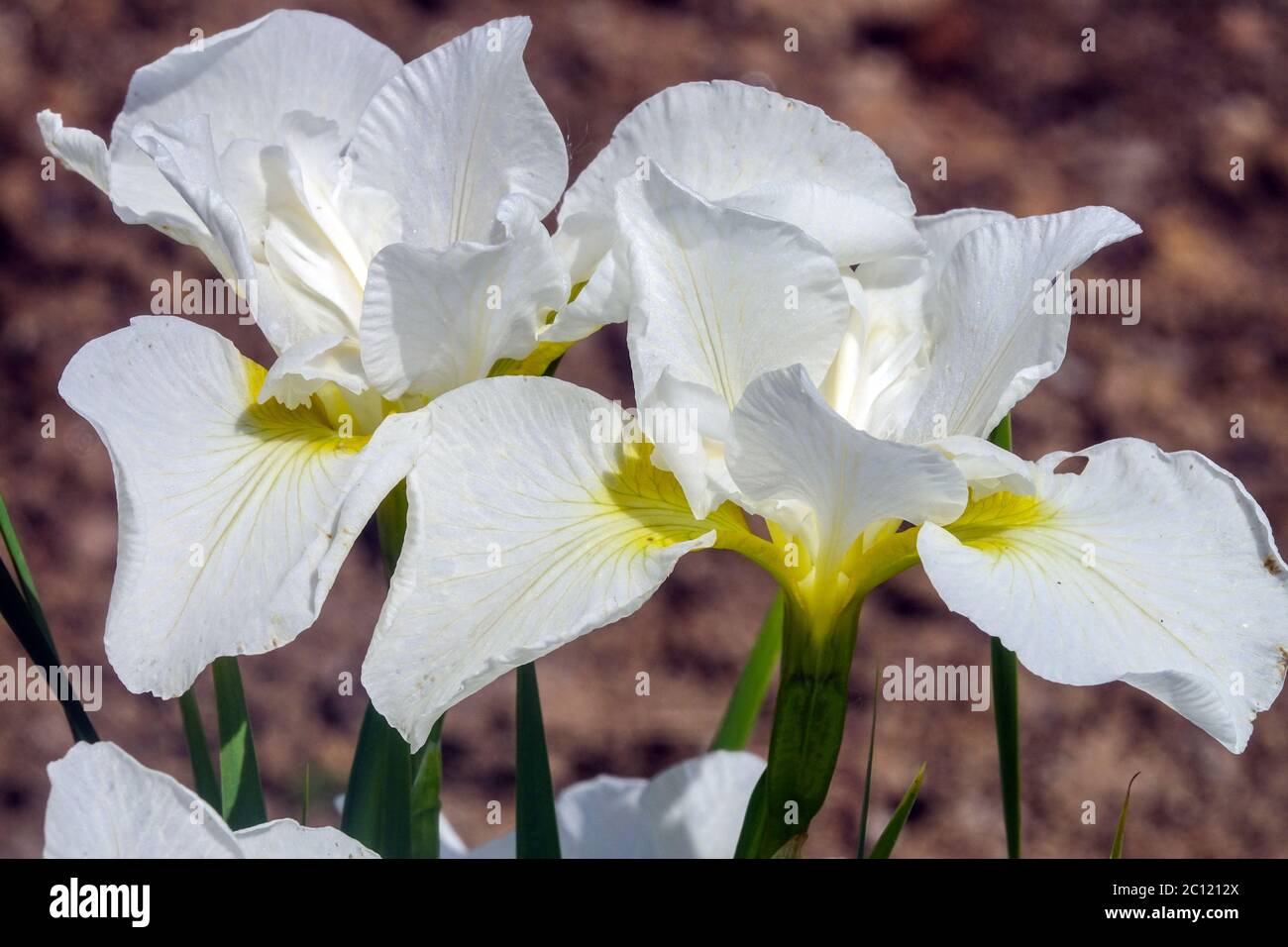 Iris sibirica Siberian Iris 'Seneca Cloud Puff' Stock Photo