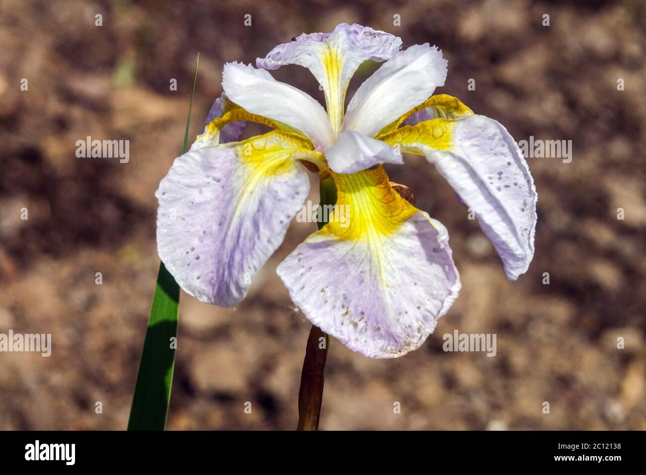 Iris sibirica flower 'Ama No Hane' Siberian Iris white yellow Stock Photo
