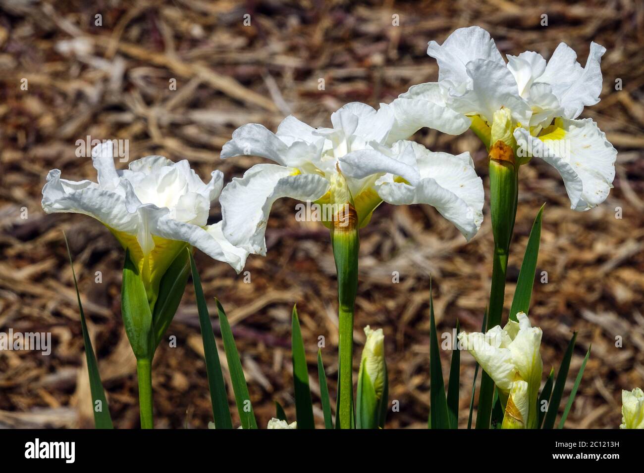 Iris sibirica Siberian Iris 'Galadriel' Stock Photo