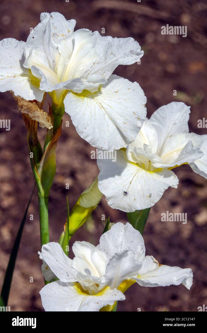 White Iris sibirica Siberian Iris 'So Be It' Stock Photo