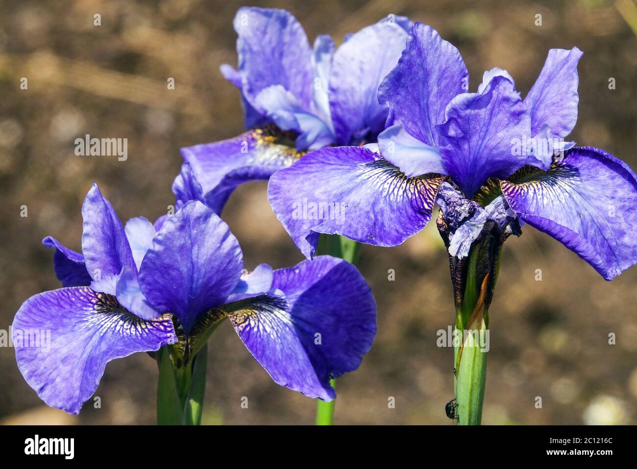 Iris sibirica Blue Siberian Iris Wycieruch Stock Photo