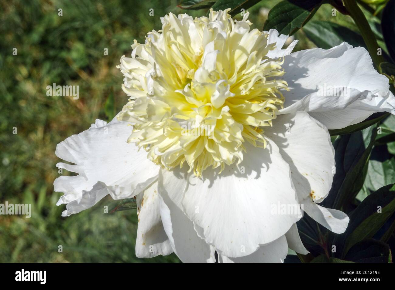 White Peony flower 'Cheddar Gold' Stock Photo