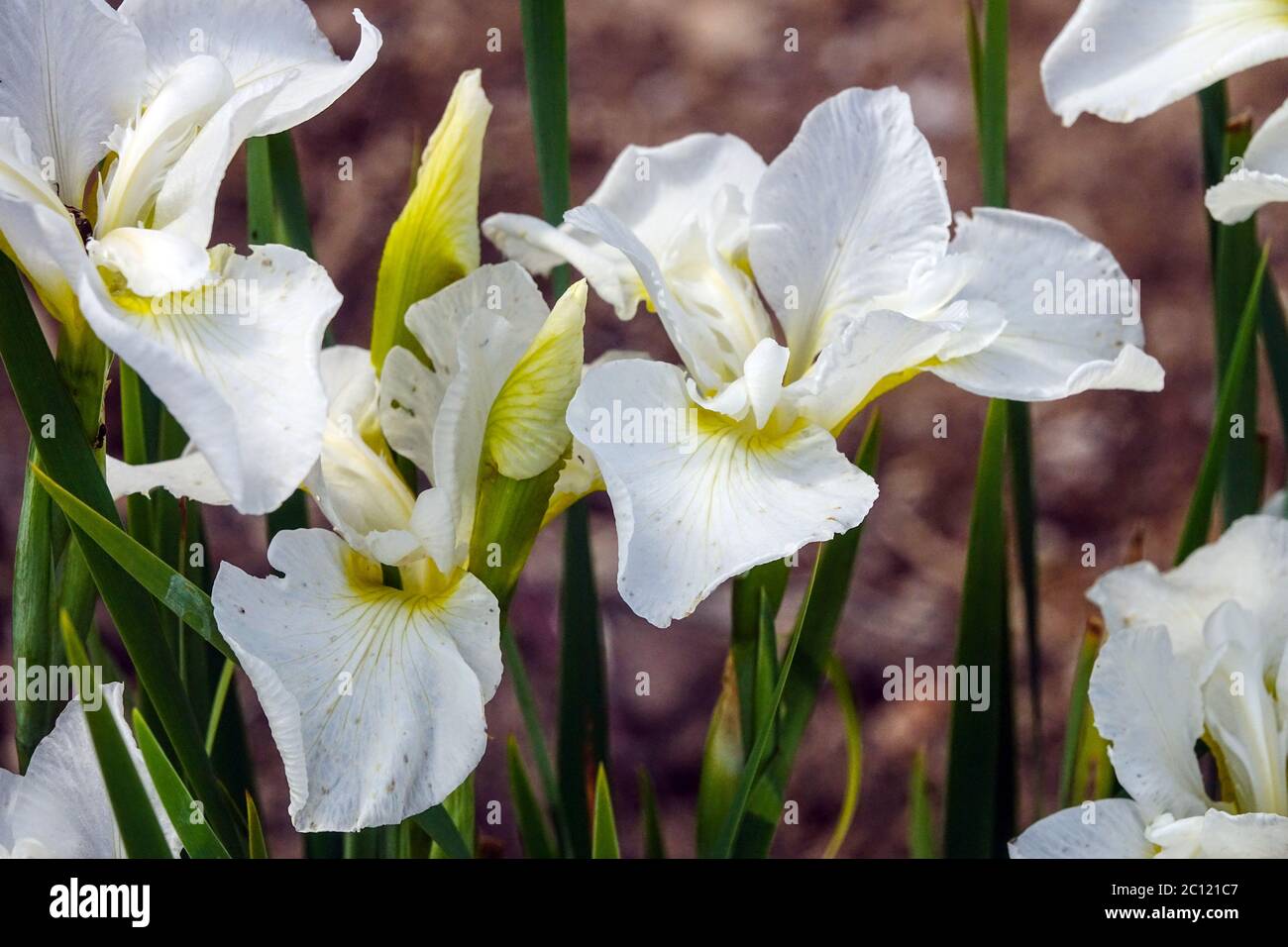 White Iris sibirica Siberian Iris 'Seneca Cloud Puff' Stock Photo