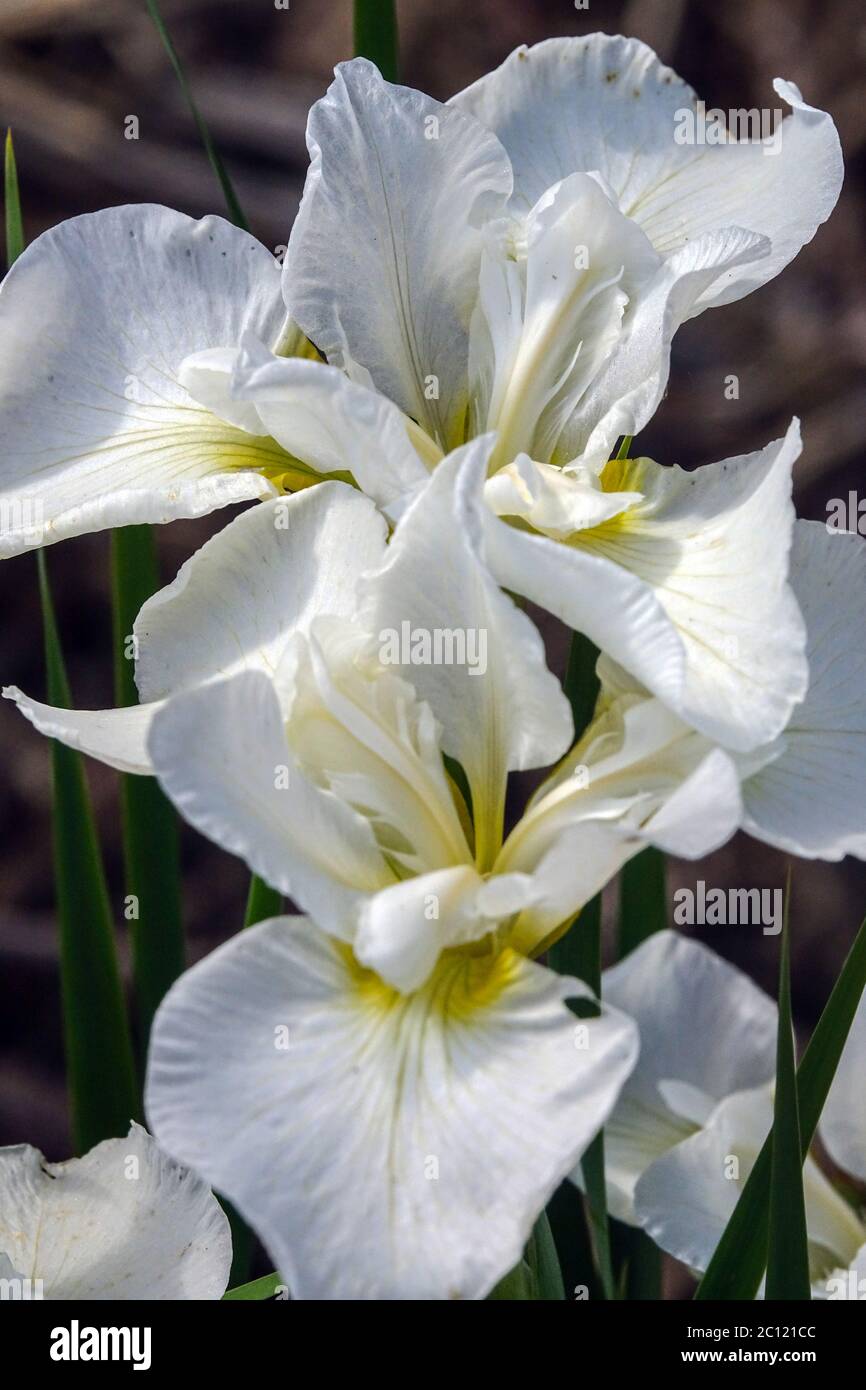 Iris sibirica flower 'Seneca Cloud Puff' Siberian iris flowers White iris flower in late spring Irises, Iris sibirica white portrait Stock Photo