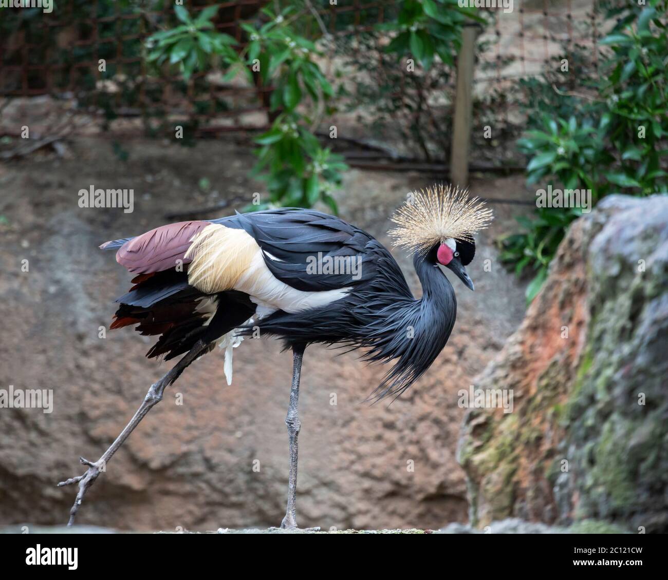 Black Crowned Crane (Balearica pavonina), Bioparc, Valencia, Spain. Stock Photo