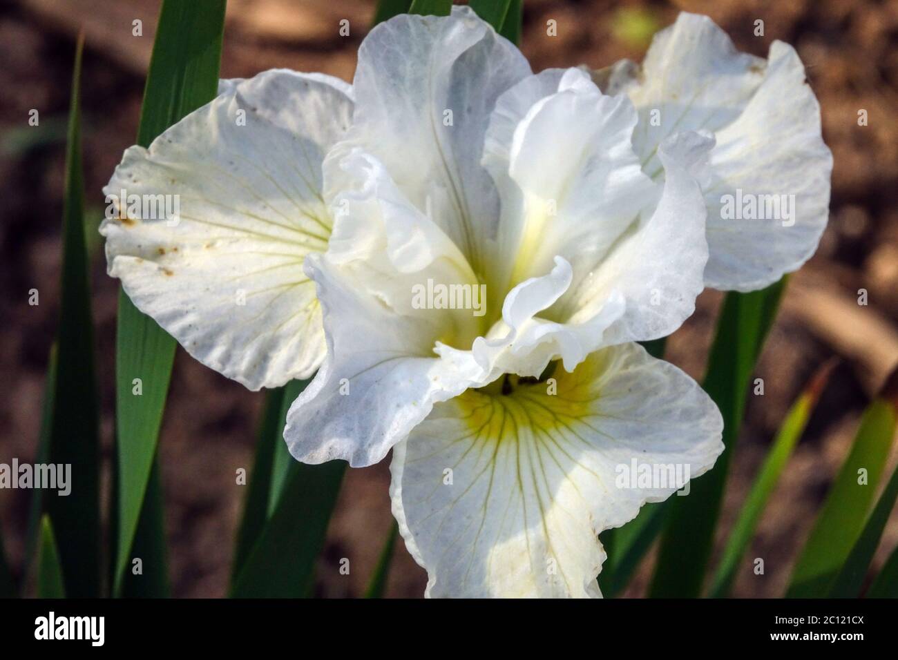 White Iris sibirica Siberian Iris 'Cold Frosty Morning' Stock Photo