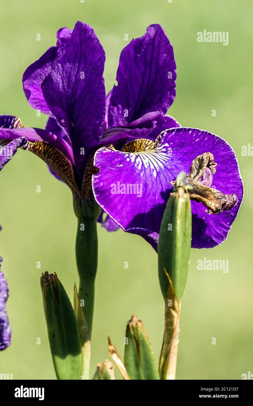 Siberian Iris sibirica 'Hohenflug', Irises, Iris flower blue Stock Photo