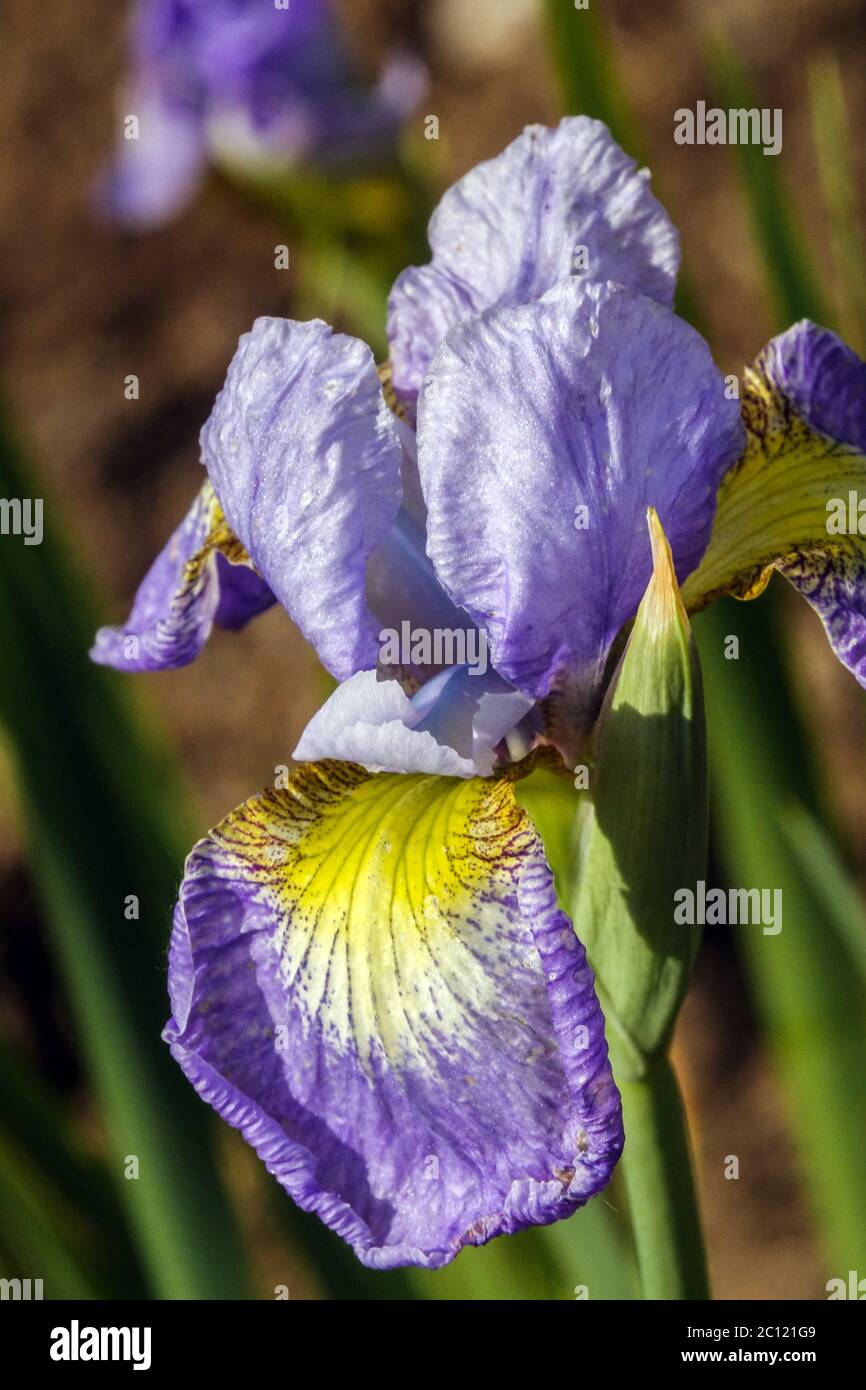 Iris sibirica Siberian Iris Anusia Stock Photo