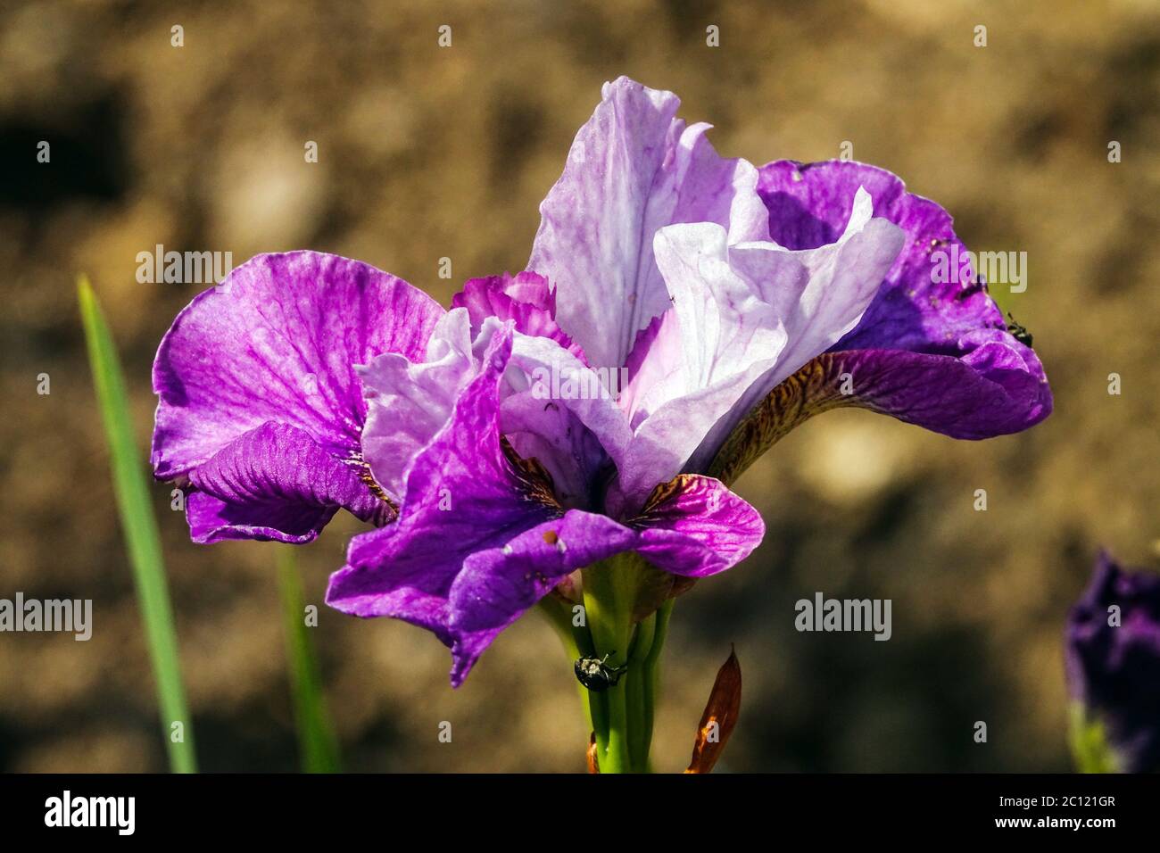 Iris sibirica Siberian Iris 'Light of Heart' Stock Photo