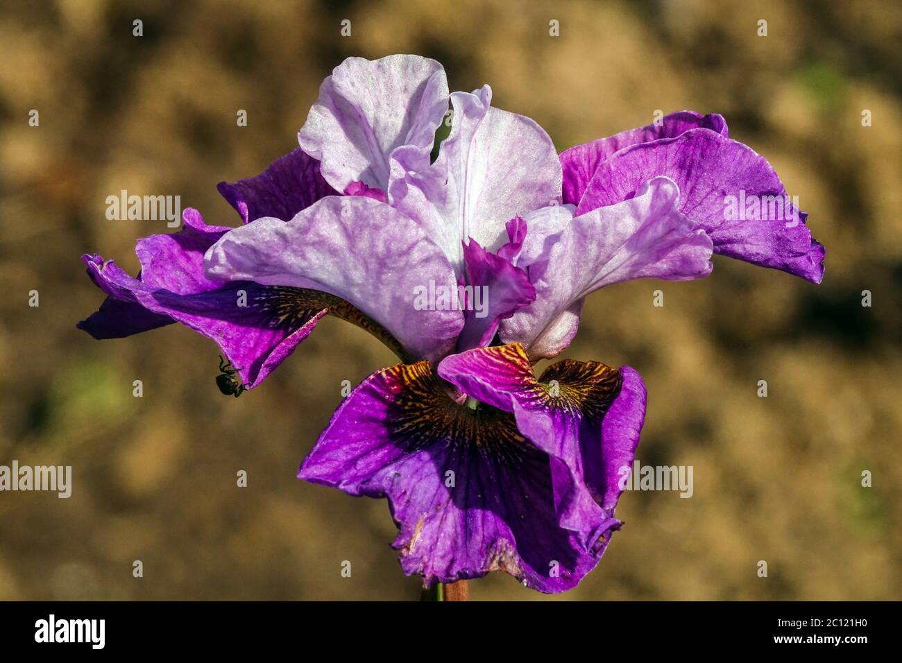 Iris sibirica Siberian Iris 'Light of Heart' Stock Photo