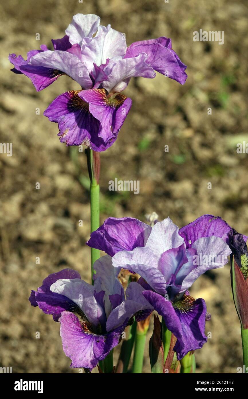 Iris sibirica Siberian Iris Light of Heart Stock Photo Alamy