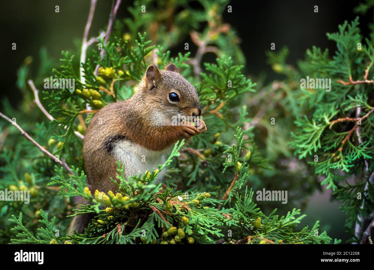 A small red squirrel in a cedar tree in Winnipeg, Manitoba, Canada. Stock Photo