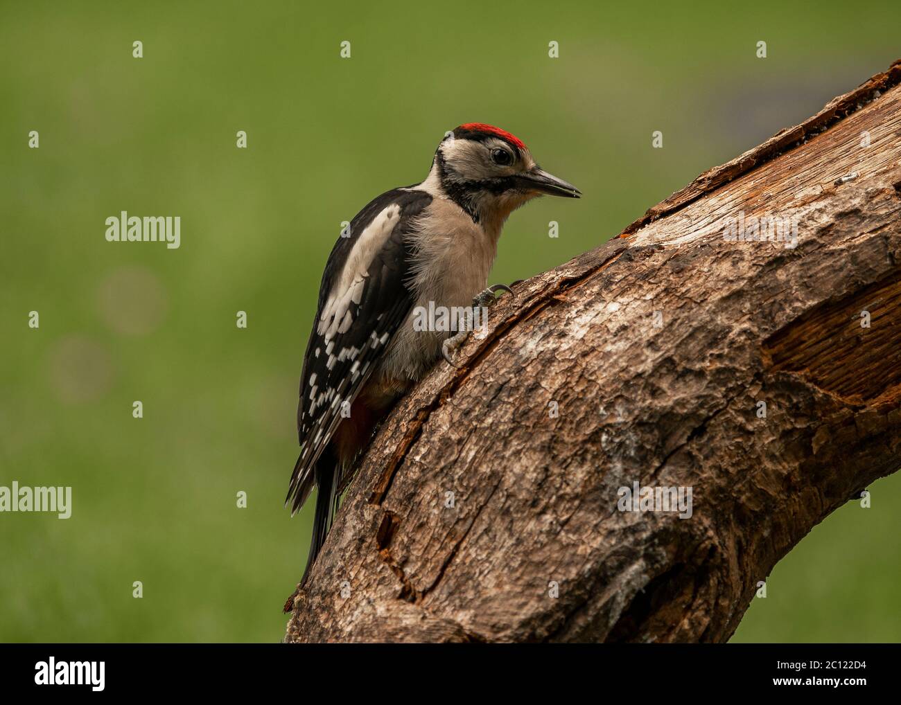 Woodpecker great spotted  (Dendrocopos major), juvenile collecting peants from a log, Dumfries, SW Scotland Stock Photo