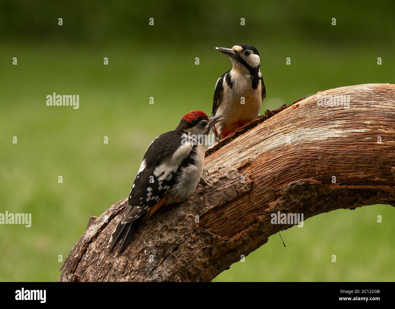 Woodpecker great spotted  (Dendrocopos major), female feeding young, Dumfries, SW Scotland Stock Photo