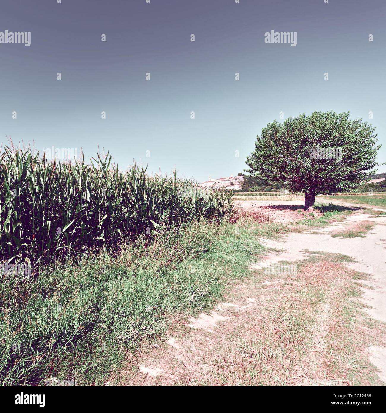 Road corn field black and white hi-res stock photography and images - Alamy