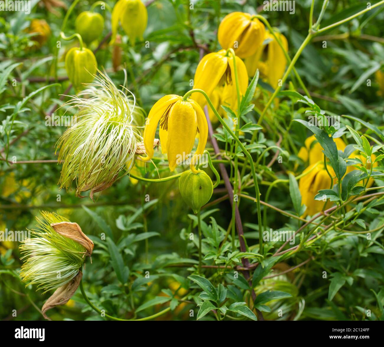 Yellow bell flowers of the hardy climber, Clematis tangutica 'Lambton